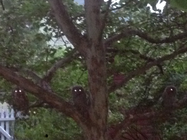 Eastern screech owl in backyard