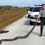 Snake skin shed found north of FDL County