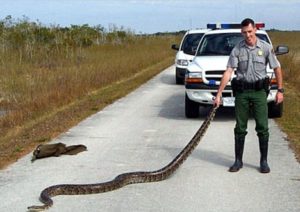 Everglades National Park Ranger Gary Landry holds the tail of a 10-foot Burmese python caught in the park.