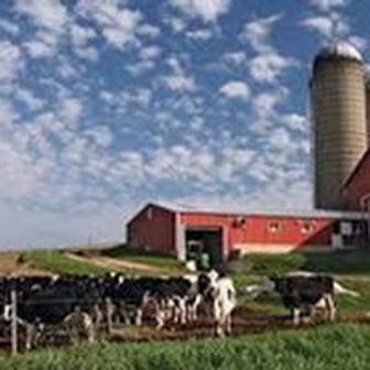 farm, cows, barn