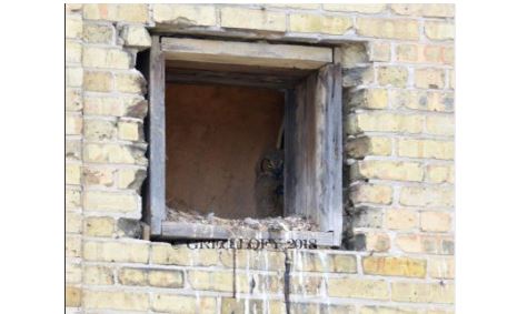 owl in the Lithia building