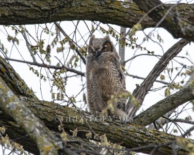 Owl sitting in tree along Milwaukee River in West Bend