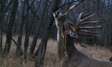 Deer scrape