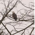 Bald eagle on Silver Lake