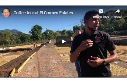 coffee plant in El Salvador
