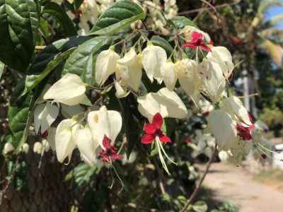 Flowers at the White House museum