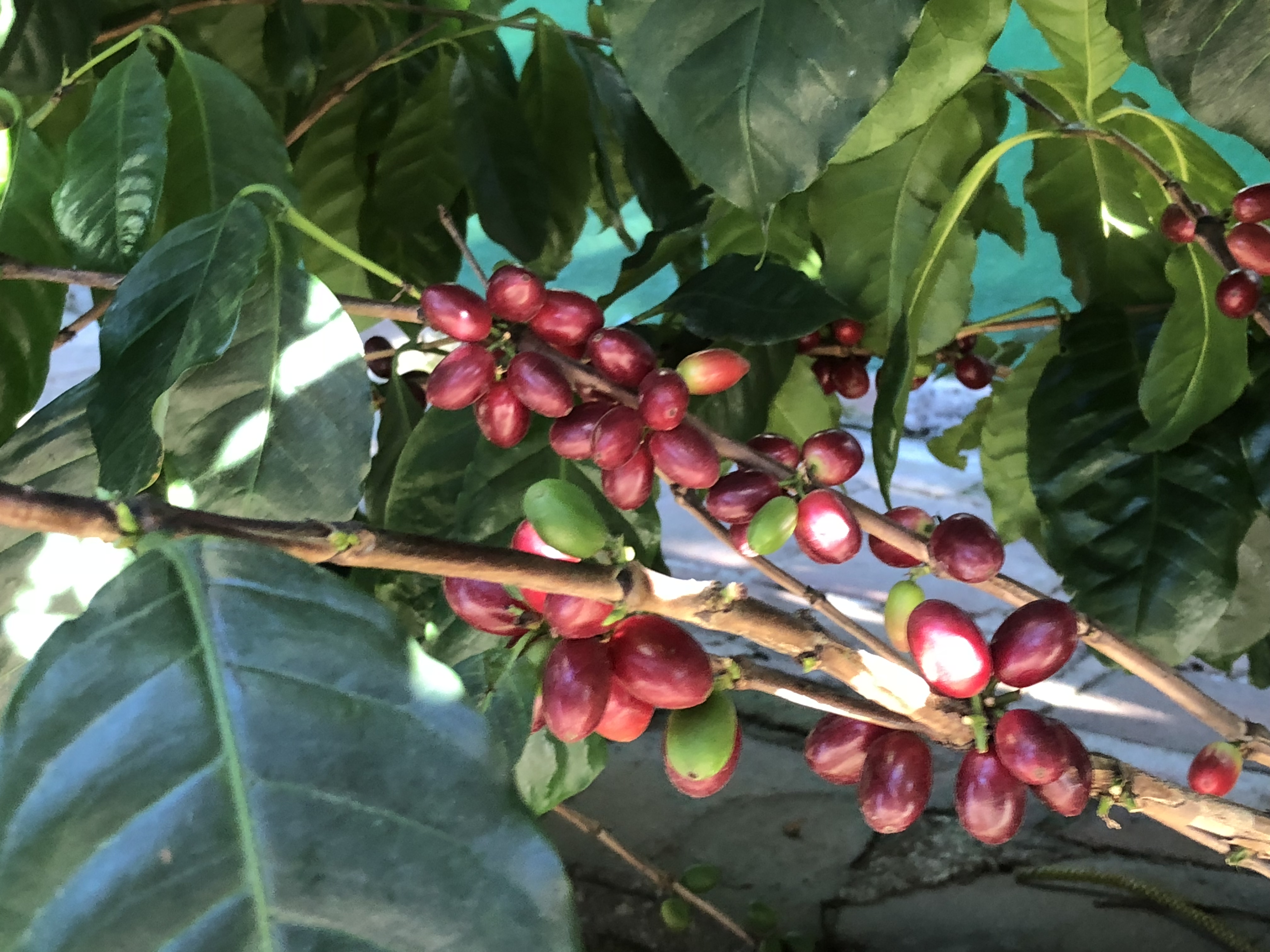 coffee beans on the vine