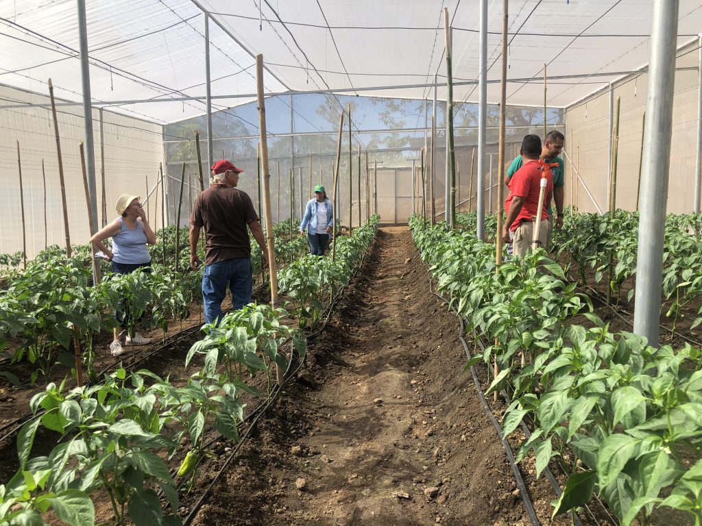 Greenhouses in El Salvador