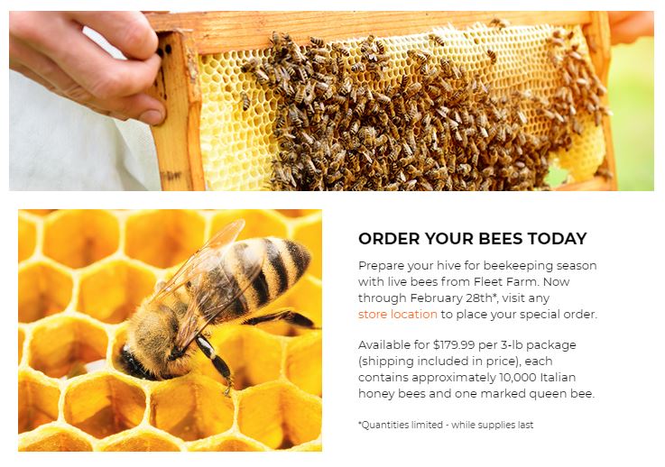 honey bees from Fleet Farm