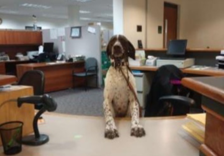 Bring Your Dog to Work Friday’s Continues