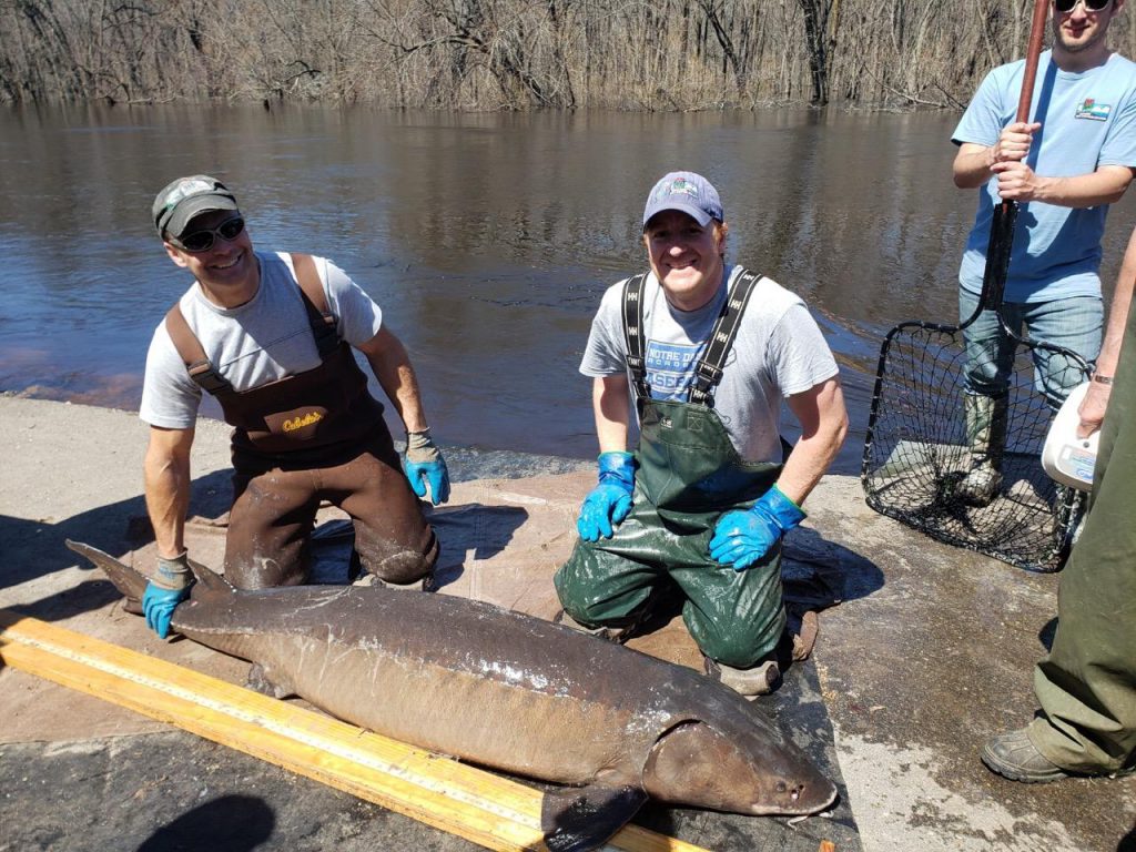 77 inch sturgeon_Sturgeon Trail_4-23-2019