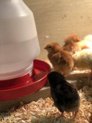 chicks