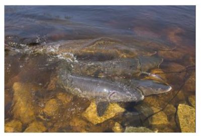 Sturgeon spawning in New London