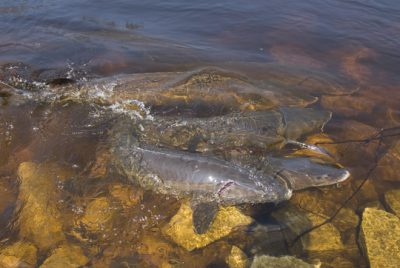 Sturgeon spawning in New London