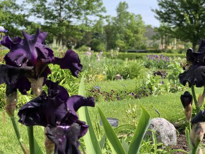 Black lilies at Labyrinth Garden