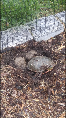 Turtle laying eggs