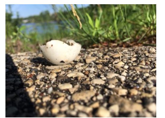 Turtle egg on Eisenbahn nesting