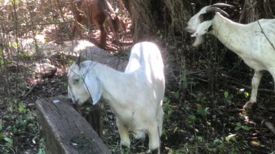 goats at Lac Lawrann