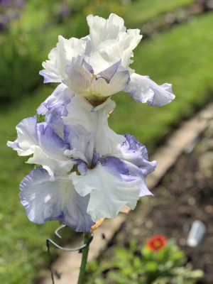 Iris at WB Labyrinth Garden