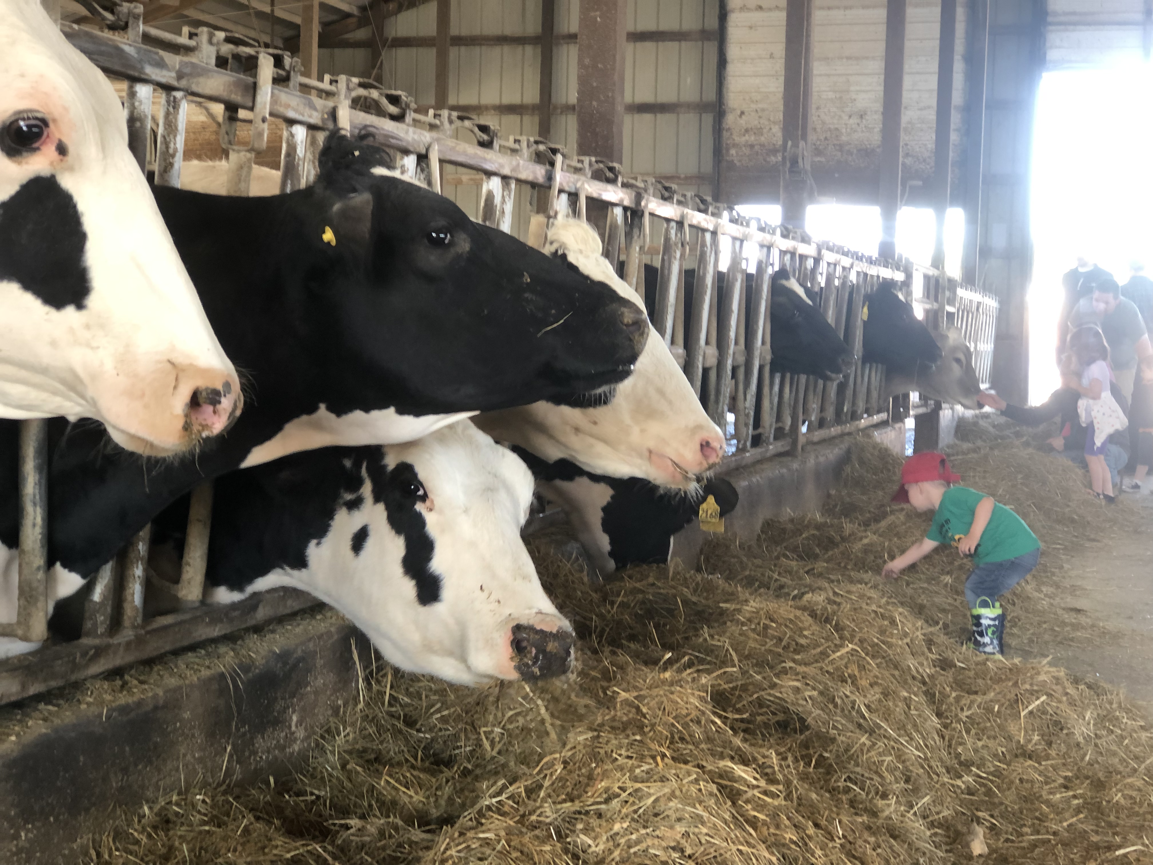 Breakfast on the Farm