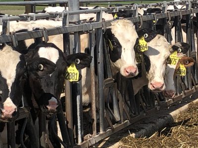 Cows at Breakfast on the Farm