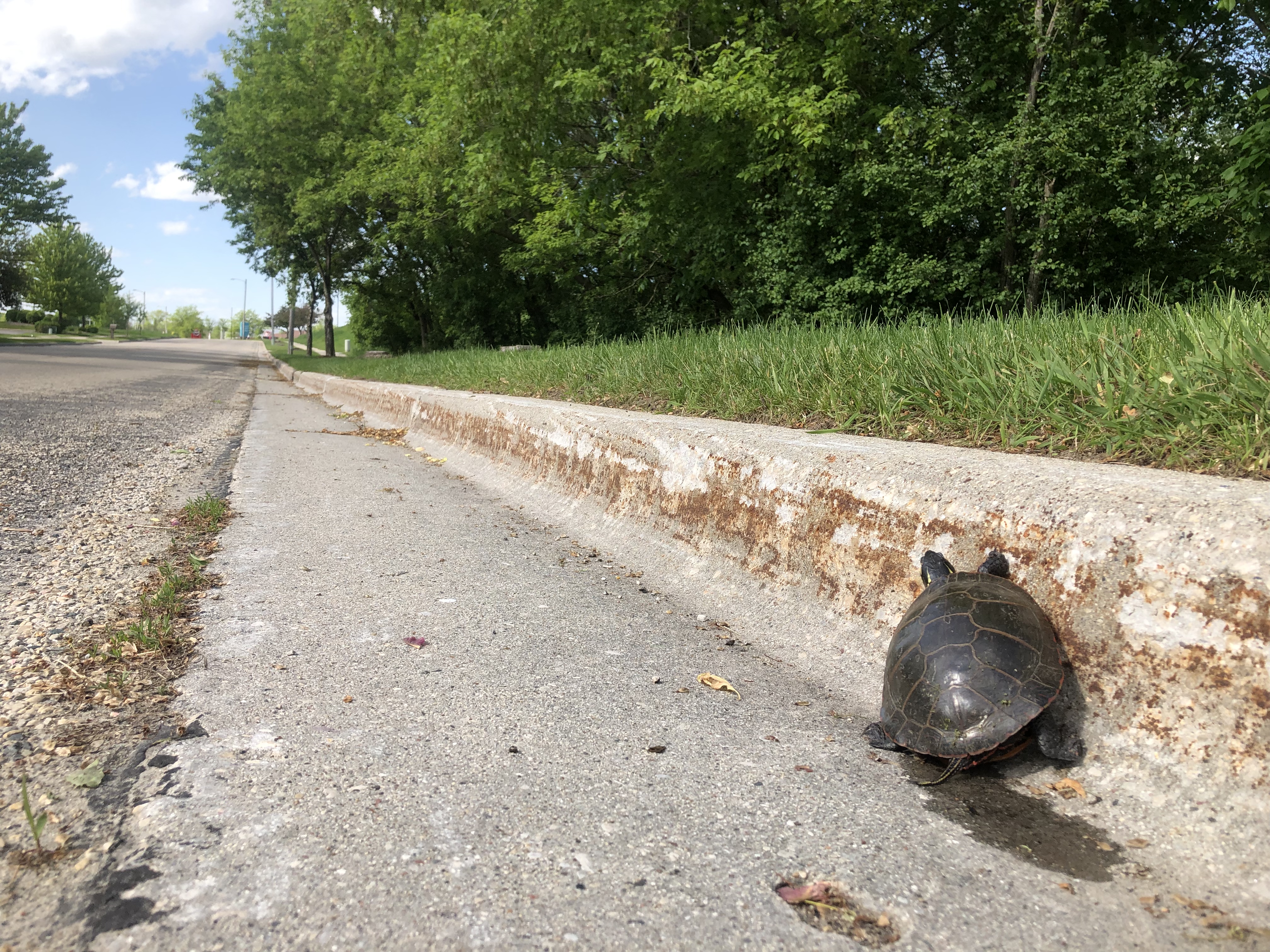 Turtle Crossing