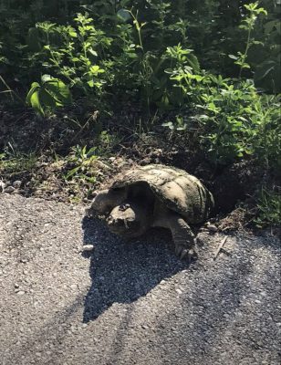 Turtle laying eggs on Eisenbahn State Trail