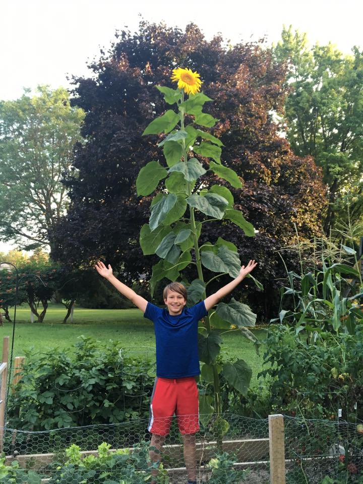 Sunflower over 10-feet tall