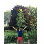 Sunflower over 10-feet tall