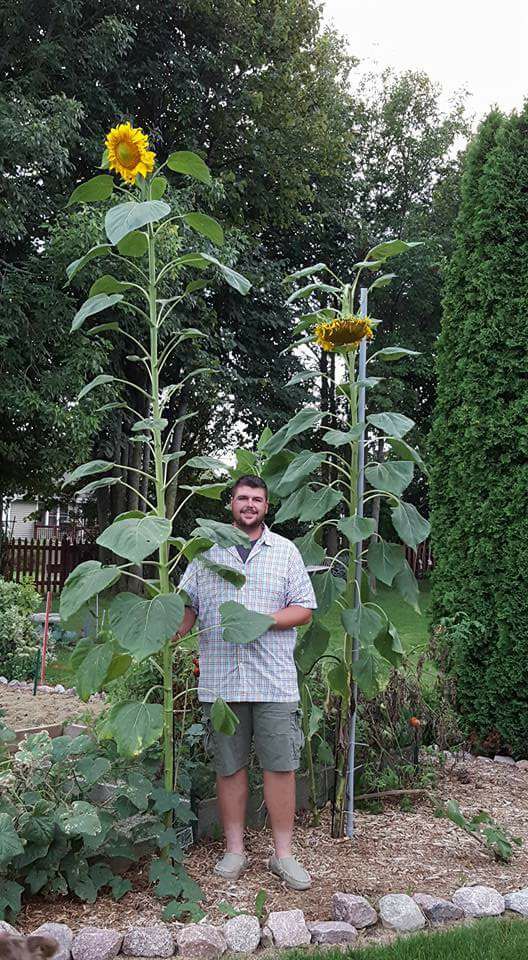 Sunflower courtesy Josh Marx