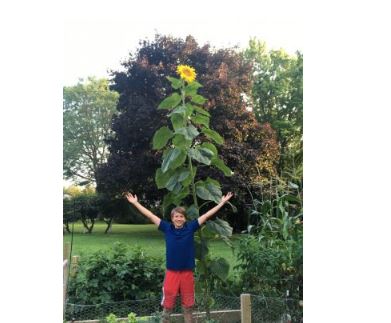 Sunflower over 10-feet tall