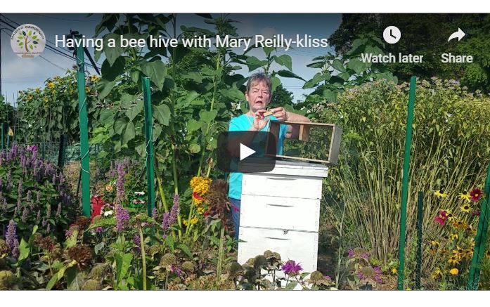 Bees with Mary Reilly-Kliss