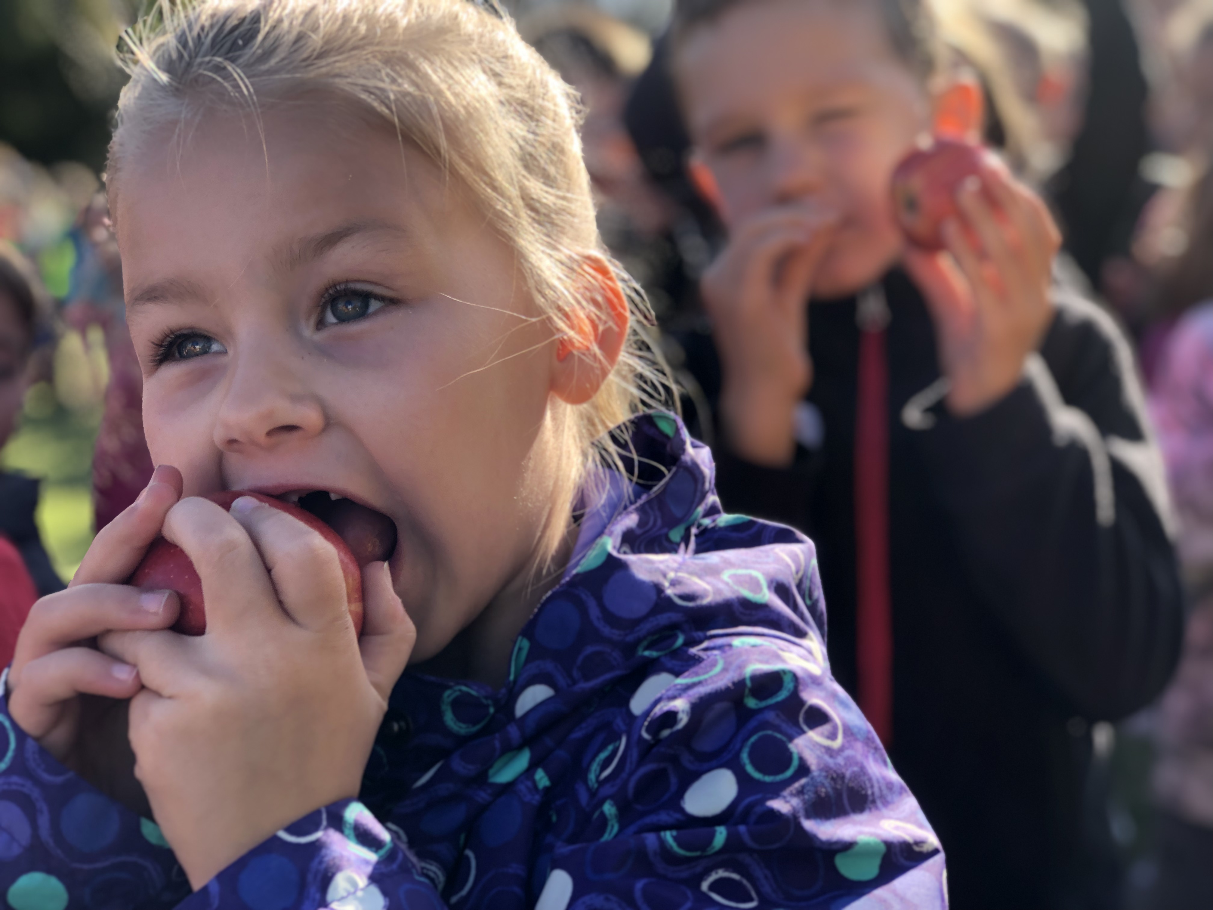 Great Apple Crunch