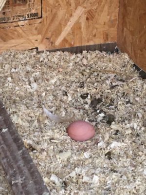 Zaremba Chickens First Egg