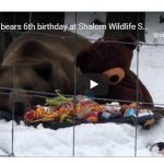 bear birthdays