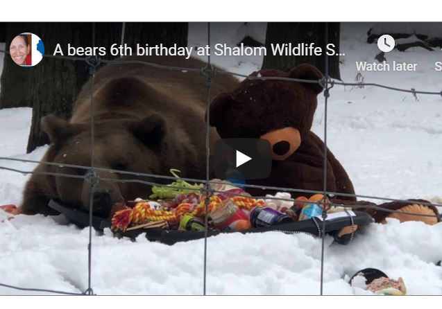 bear birthdays