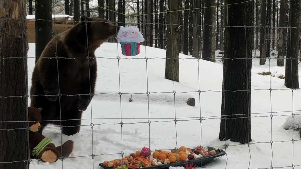 Lewis and Clark, birthday bears