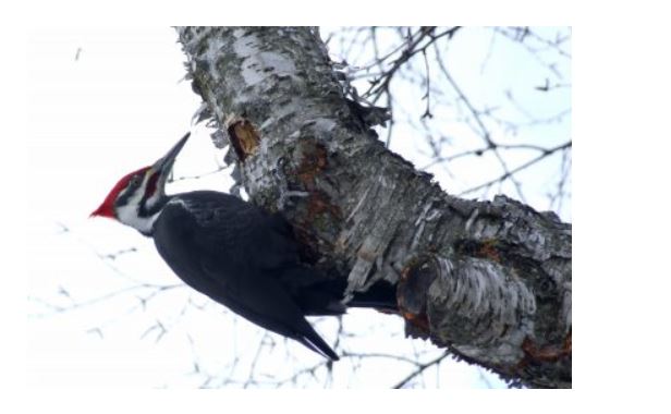 woodpecker