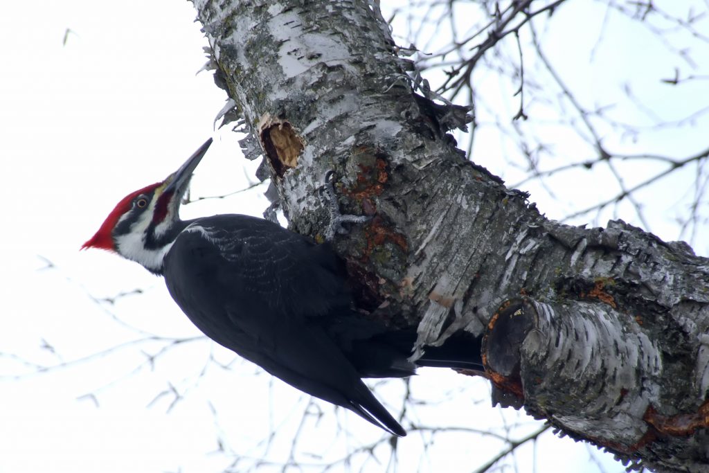 woodpecker