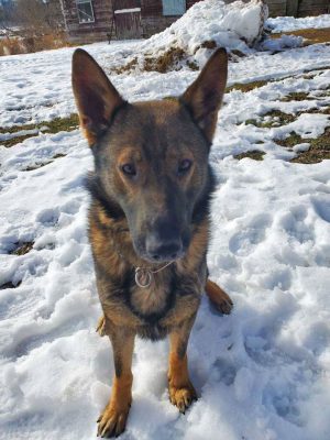 Germantown Police Dog K9