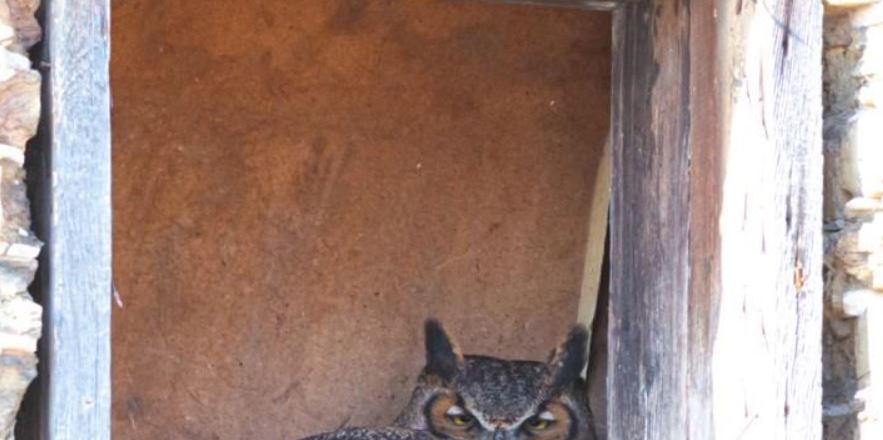 Owl nesting in Lithia Brewery in March 2020