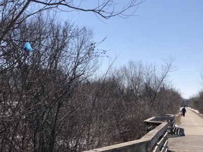 Dog waste in tree