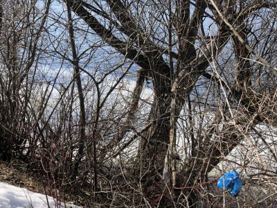 Dog waste on Eisenbahn Trail