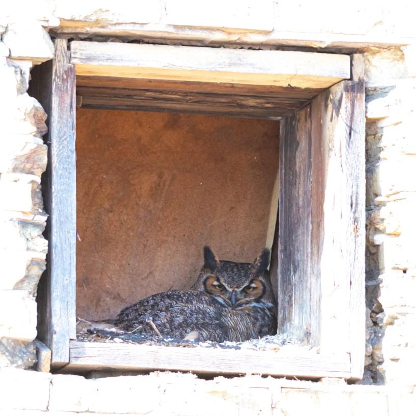 Owl nesting in old Lithia Brewery