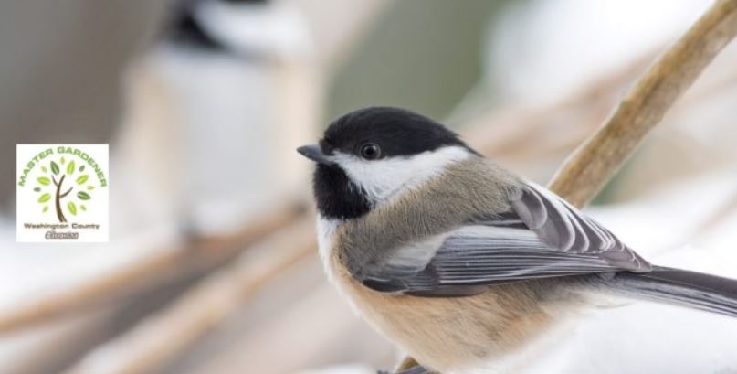 Master Gardners, birds