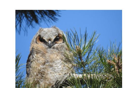 baby owl in pine tree