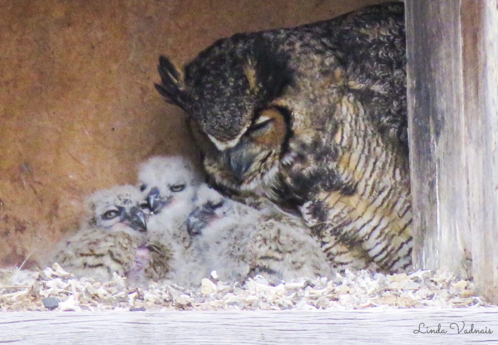 baby owls in Lithia brewery
