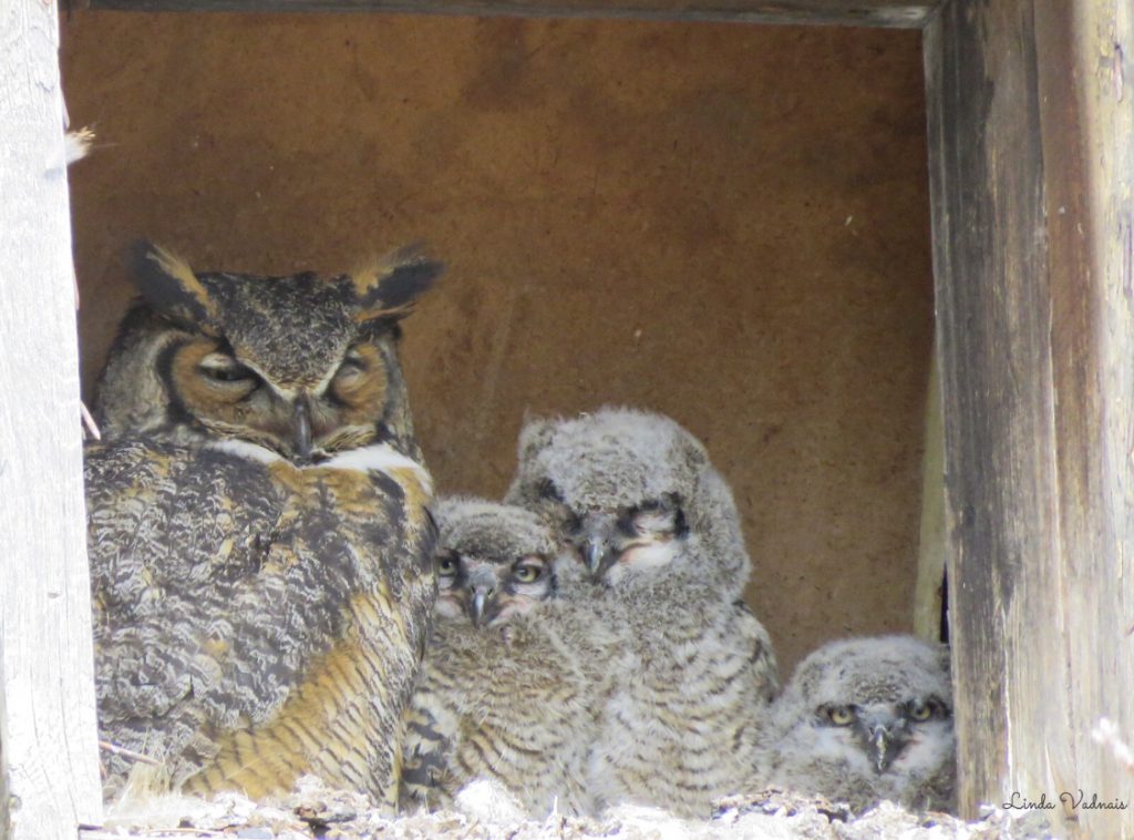 Baby owls 
