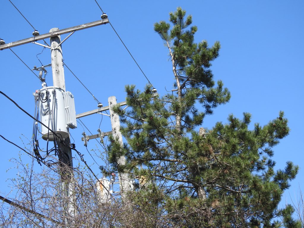 Owl near power line in tree
