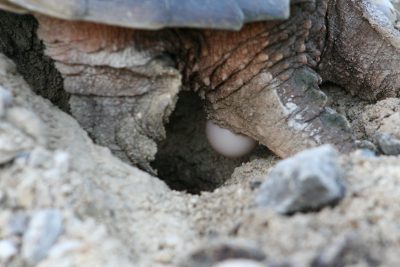 Turtle laying eggs